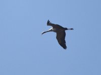 Kranich (Grus grus)  40